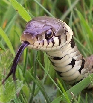 grass-snake_orig